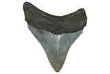 Juvenile Megalodon Tooth - South Carolina #368688-1